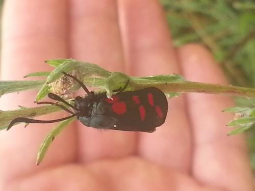 Zygaena sp.