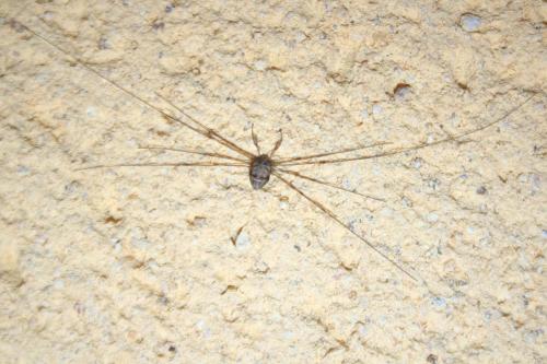 Dicranopalpus ramosus