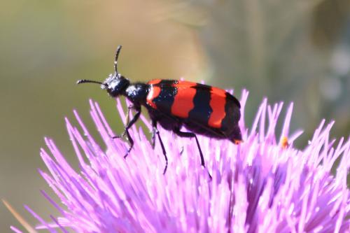 Mylabris tricincta