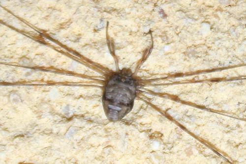 Réf. 145 550 : Dicranopalpus ramosus