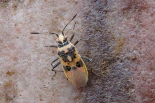 Corizus hyoscyami hyoscyami