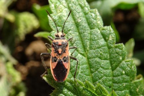 Corizus hyoscyami hyoscyami
