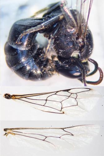 Réf. 145 233 : Hylaeus signatus