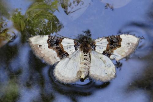 Réf. 145 007 : Cosmorhoe ocellata