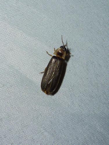 Lampyris sp.