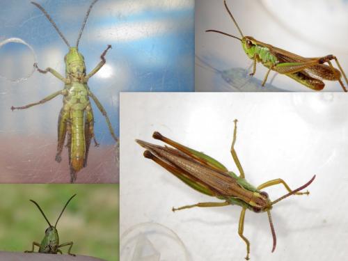 Réf. 145 338 : Pseudochorthippus parallelus parallelus