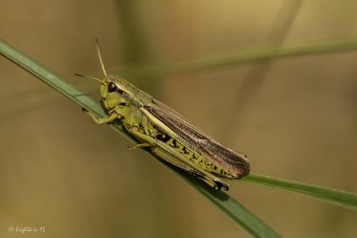 Réf. 145 843 : Stethophyma grossum