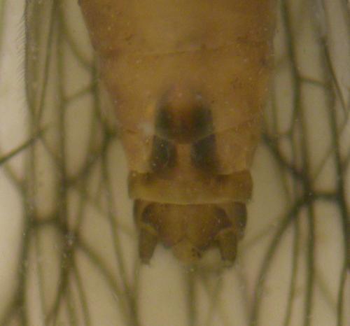 Protonemura sp.