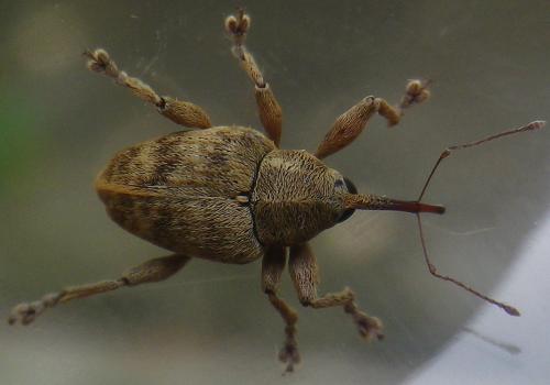 Réf. 145 401 : Curculio sp.