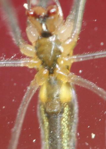 Réf. 145 288 : Tetragnatha montana