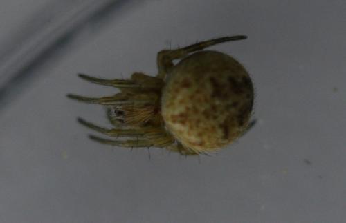 Agalenatea redii
