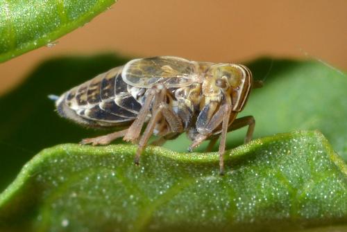 Réf. 145 894 : Dicranotropis hamata