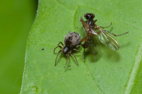 Dictyna uncinata