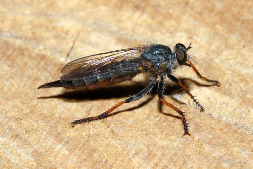 Réf. 145 312 : Neomochtherus geniculatus