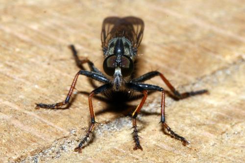 Réf. 145 313 : Neomochtherus geniculatus