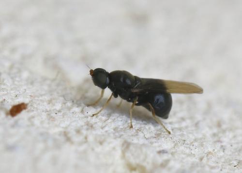 Pachygaster atra
