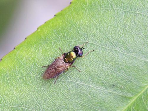 Chloromyia formosa