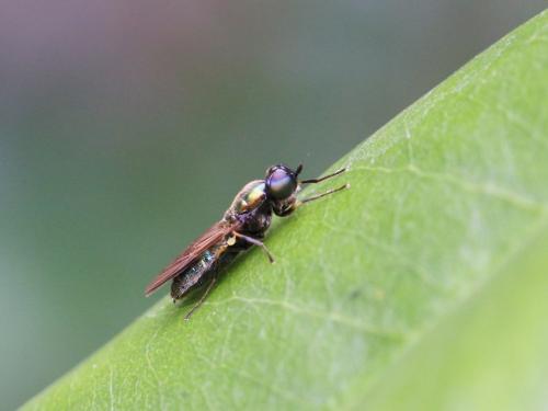 Chloromyia formosa