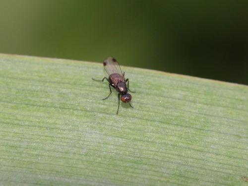 Sepsis sp.