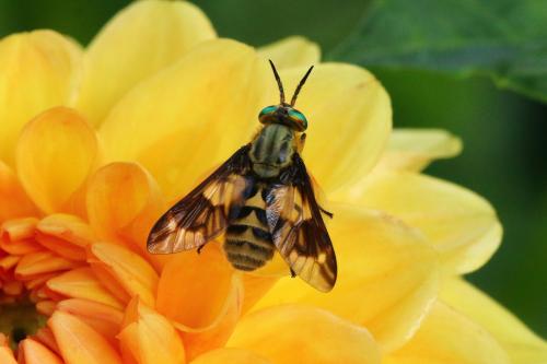 Réf. 145 664 : Chrysops italicus
