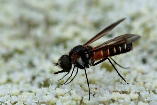 Lomatia lateralis