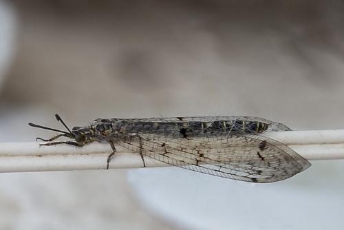 Réf. 145 960 : Distoleon tetragrammicus