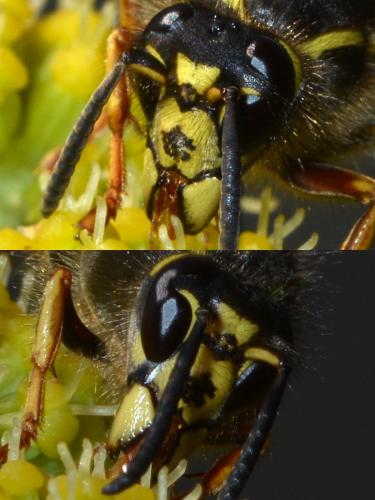 Réf. 145 385 : Dolichovespula saxonica
