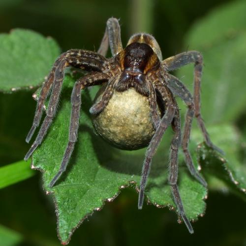 Dolomedes sp.
