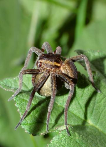 Dolomedes sp.