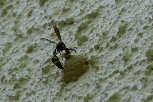 Eumenes sp.