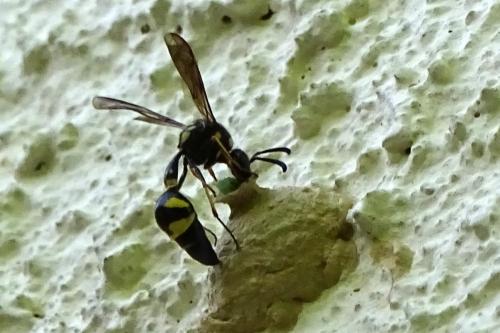 Eumenes sp.