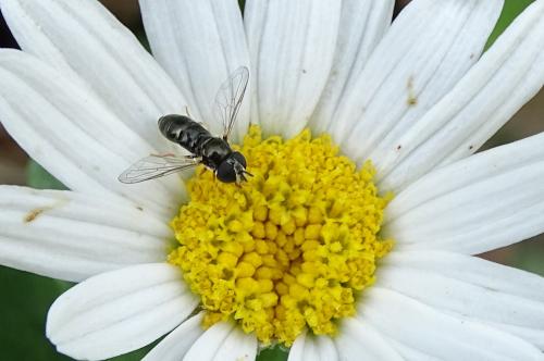 Réf. 145 075 : Paragus sp.
