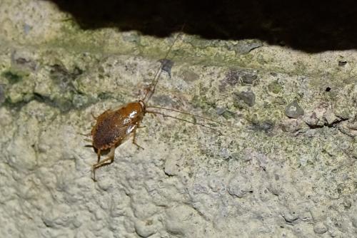 Planuncus vinzi