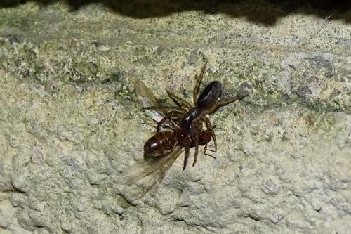 Réf. 145 222 : Segestria sp.