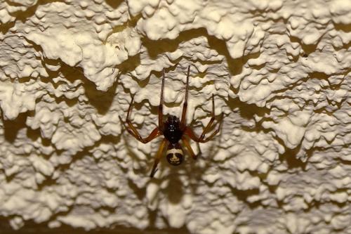 Réf. 145 078 : Steatoda nobilis