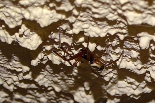 Réf. 145 079 : Steatoda nobilis