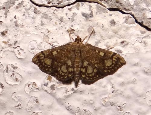 Réf. 145 050 : Anania stachydalis