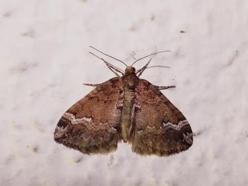 Réf. 145 023 : Perizoma lugdunaria