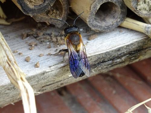 Megachile sculpturalis