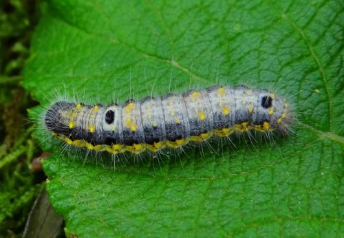 Réf. 145 772 : Clostera pigra