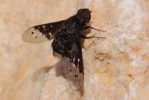 Réf. 145 404 : Anthrax aethiops