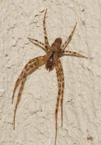 Réf. 145 068 : Metellina merianae