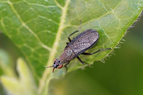 Réf. 145 145 : Coremacera marginata