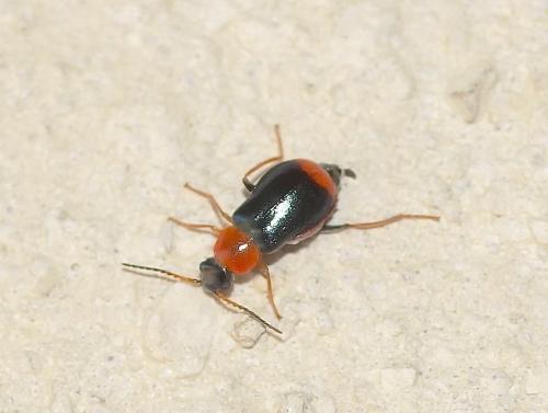 Réf. 145 516 : Ebaeus collaris