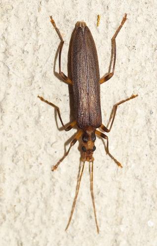 Oedemera femoralis
