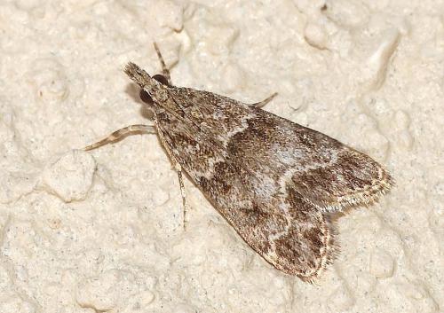 Eudonia mercurella