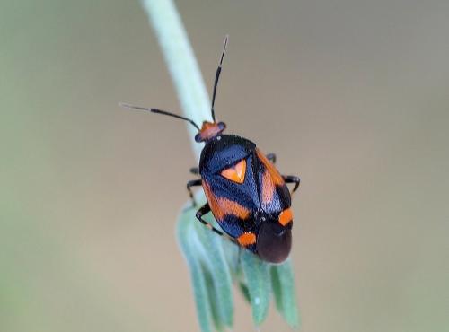 Deraeocoris schach