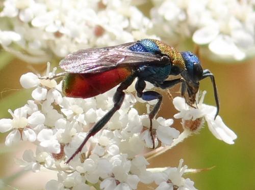 Hedychrum (niemelai-nobile)