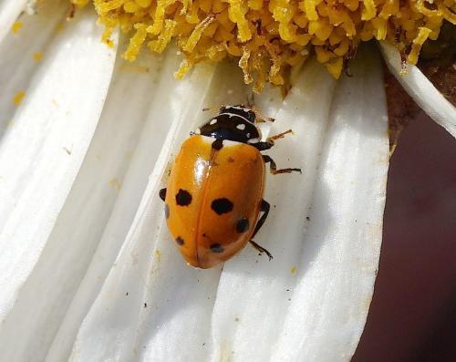 Hippodamia variegata