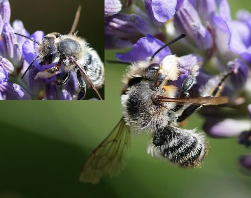 Megachile willughbiella